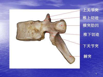 脊柱解剖颈胸腰椎ppt课件.ppt