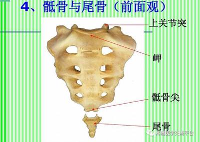 (上)脊柱解剖图(颈胸腰椎)