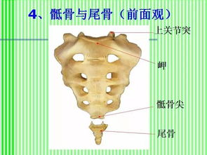 脊柱解剖与神经分布