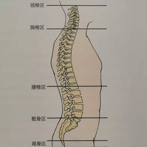 颈 胸 腰椎曲度变小,骨盆后倾,11个动作帮你改善 军姿背