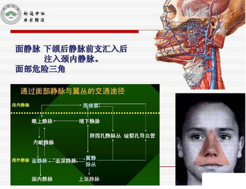 解剖丨颅面颈部 详解图
