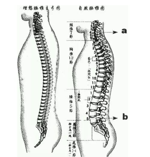 到底什么是延伸脊柱 小心脊柱变直哦