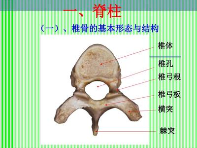 脊柱解剖图颈胸腰椎