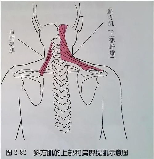 几个动作教你缓解肩颈不适