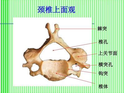 脊柱解剖图(颈胸腰椎)
