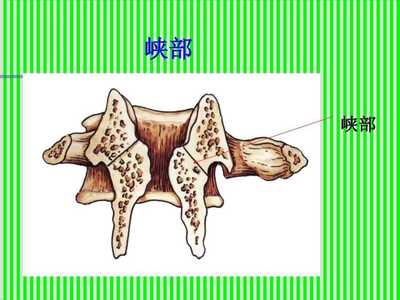 脊柱解剖图颈胸腰椎