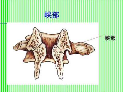 脊柱解剖图颈胸腰椎第一部分