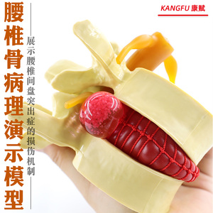 (上)脊柱解剖图(颈胸腰椎)