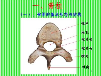 脊柱解剖图颈胸腰椎PPT课件