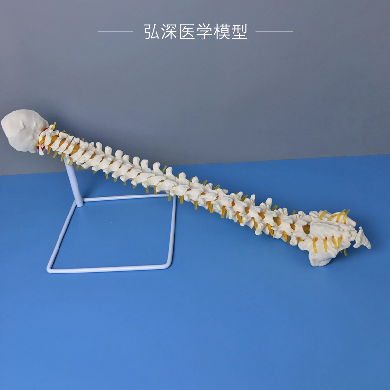 人体脊柱模型脊椎尾骨骼可动弯曲颈胸腰椎间盘突出颈动脉.