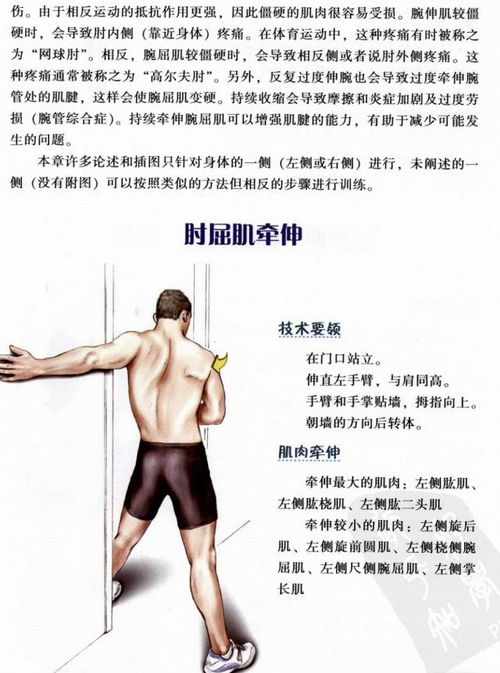 拉伸解剖指南 颈 肩 背 胸 手臂 腕 手