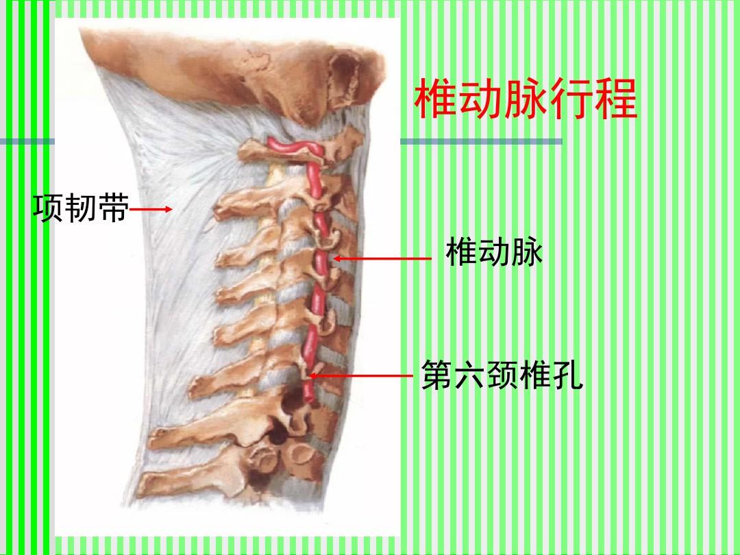 脊柱解剖图(颈胸腰椎)PPT