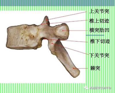 (上)脊柱解剖图(颈胸腰椎)