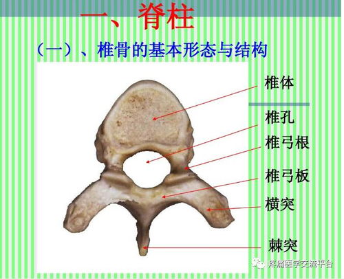 上 脊柱解剖图 颈胸腰椎