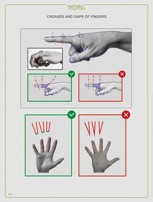 教练 我想学人体结构 内含100 结构分析图,anatomy最新头颈结构