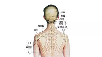 超全 27张高清解剖图带你认识头 面 颈部骨骼及肌肉名称 珍藏