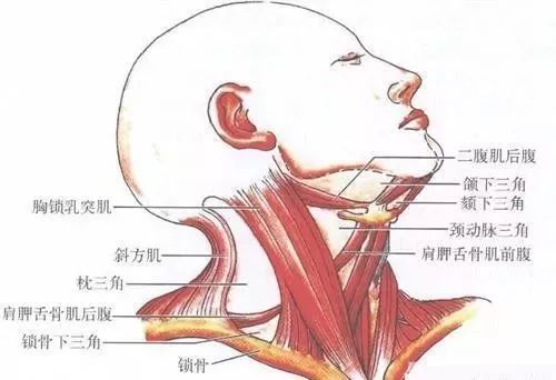 小儿斜颈的分类和康复治疗方法