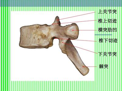 脊柱解剖图(颈胸腰椎)