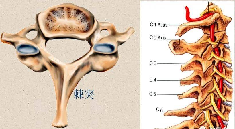 (上)脊柱解剖图(颈胸腰椎)_手机网