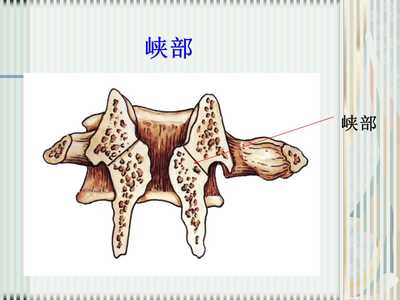 脊柱解剖图(颈胸腰椎)课件