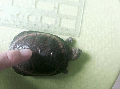 出家中自养沼泽侧颈 送7cm小草 有图