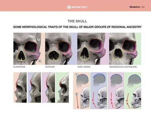 教练 我想学人体结构 内含100 结构分析图,anatomy最新头颈结构