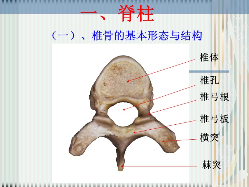 脊柱解剖图(颈胸腰椎)课件