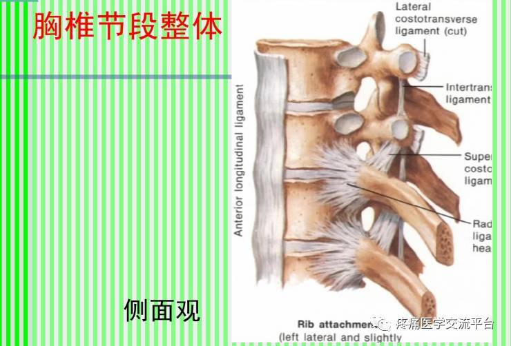 (上)脊柱解剖图(颈胸腰椎)