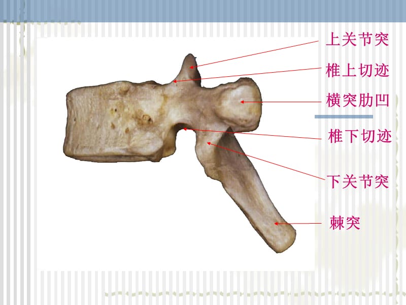 脊柱解剖图(颈胸腰椎).ppt