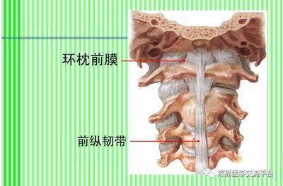 (上)脊柱解剖图(颈胸腰椎)