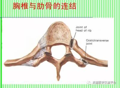 (上)脊柱解剖图(颈胸腰椎)
