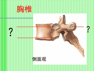 脊柱解剖图颈胸腰椎第二部分