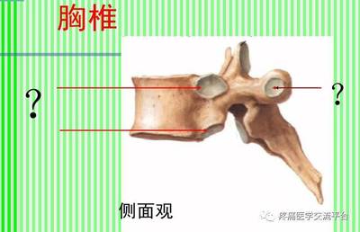 (上)脊柱解剖图(颈胸腰椎)