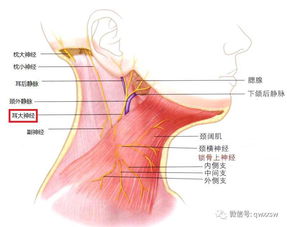 精进专题神经篇 耳大 颈横 锁骨上神经