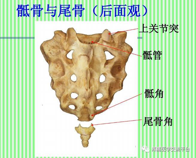 (上)脊柱解剖图(颈胸腰椎)