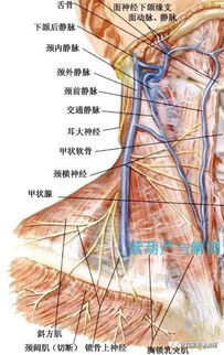 超详细 颈部神经解剖解读