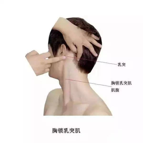 石原里美练出下颌线的方法是锻炼这里 真的不怕变猥琐脖 溜肩