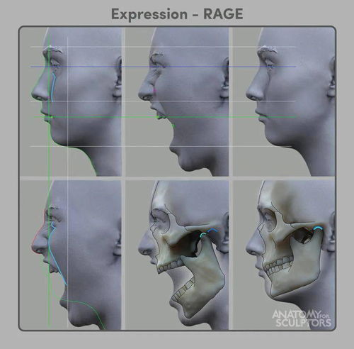 不懂结构,虚幻引擎5都救不了你 内含100 结构分析图,anatomy最新头颈结构