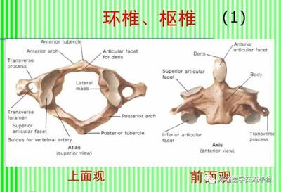 (上)脊柱解剖图(颈胸腰椎)