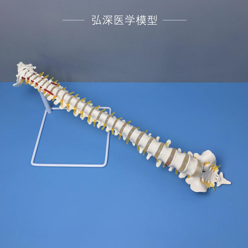 人体脊柱模型脊椎尾骨骼可动弯曲颈胸腰椎间盘突出颈动脉.