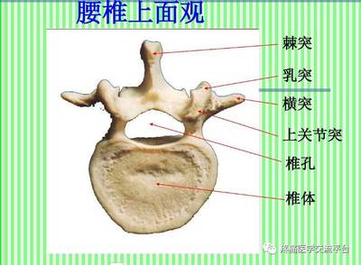 (上)脊柱解剖图(颈胸腰椎)