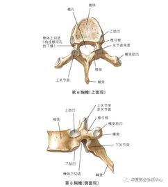颈椎 胸椎 腰椎的详细解剖都在这里了