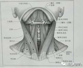 与头颈部疼痛及部分内脏疾病相关的肌肉