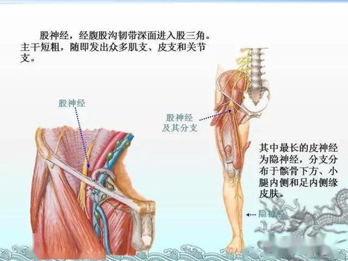 神经彩色图谱,一文记住颈丛 臂丛 腰丛 骶丛 胸神经