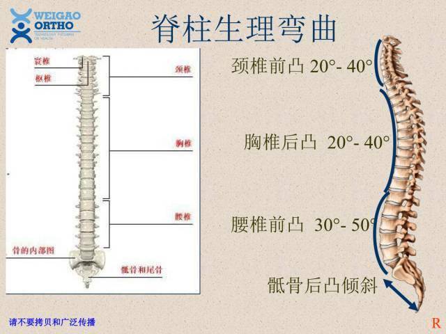 (上)脊柱解剖图(颈胸腰椎)