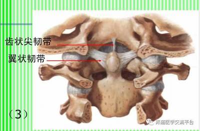 (上)脊柱解剖图(颈胸腰椎)
