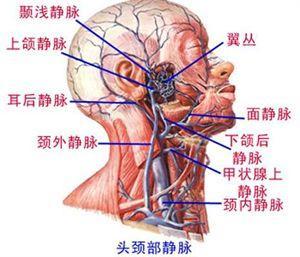头静脉