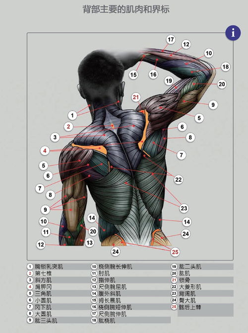 如何快速掌握素描人物躯干的变化规律