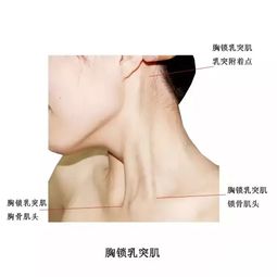 实用人体体表解剖 头颈部 高清大图版