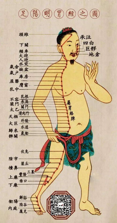 十四条经络终于弄明白了 此文不收藏太可惜了